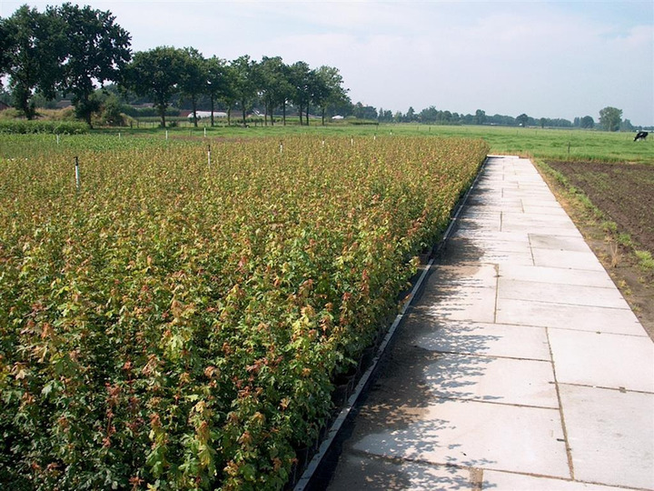 Klevas trakinis (Lot Acer campestre)  1+2 125-150 CM