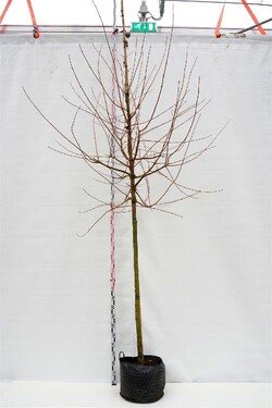 Klevas trakinis (Lot Acer campestre)  C30 KAMIENO APIMTIS 12-14 CM STANDARD