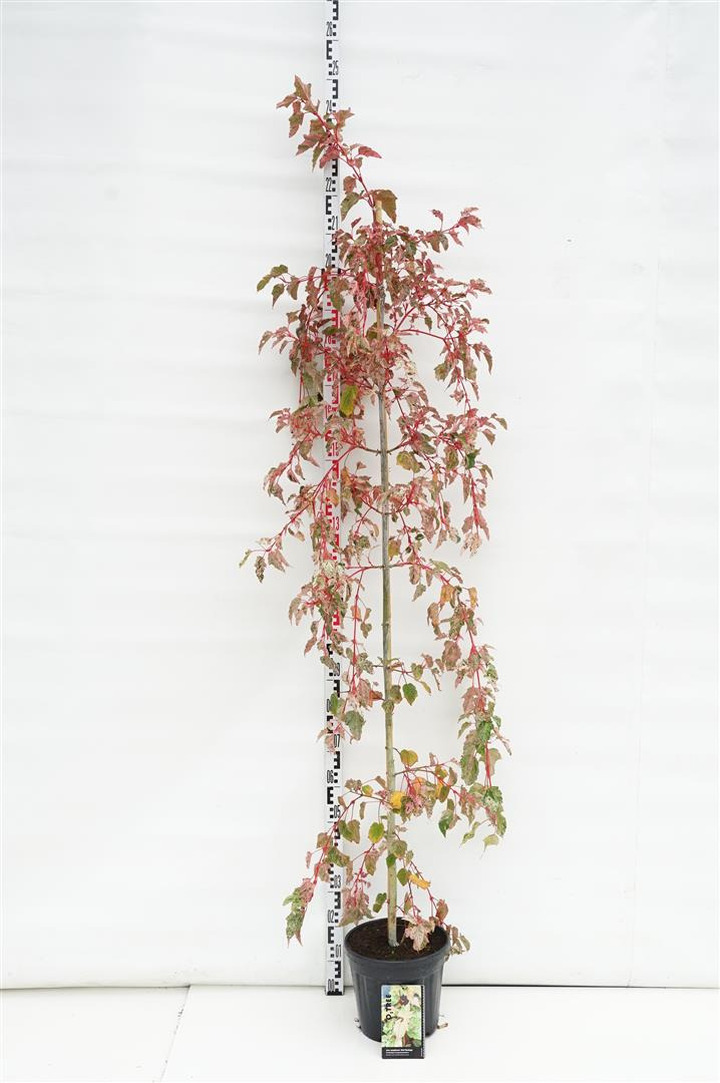 KLEVAS HIBRIDINIS (Lot Acer consp.) 'Red Flamingo' C10 200-250 CM