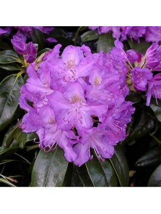 Rododendras (Lot Rhododendron Hybrid) 'Catawbiense Glandiflorum' C2-RODODENDRAI-KRŪMAI