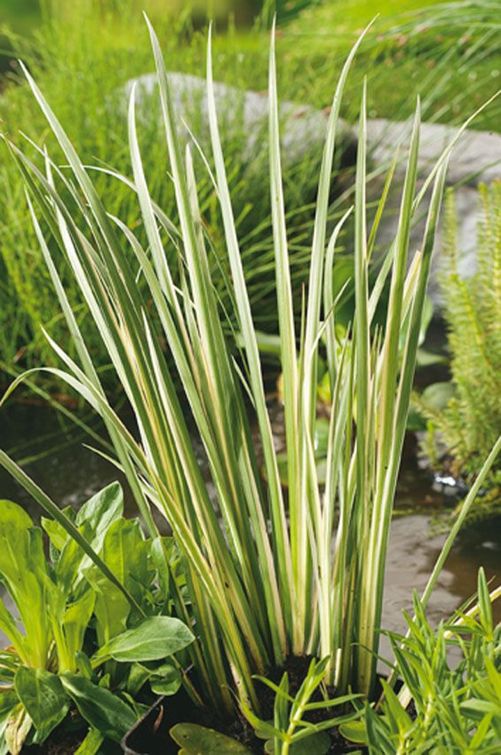 Margalapis ajeras (Lot Acorus calamus) 'Variegatus' P9 | AJERAI | VANDENS IR PAKRANČIŲ AUGALAI