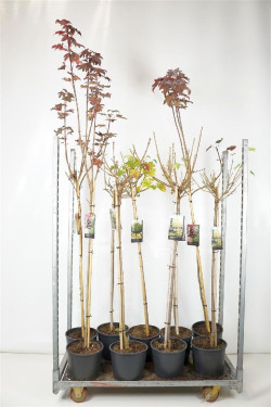 Klevas paprastasis MIX  (Lot Acer plat.)   2x6 'Crimson Sentry' & 'Globosum' & 1x4 'Drummondii' C10 STIEBAS 100 CM