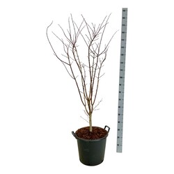 Klevas plaštakinis (Lot Acer pal.) 'Summer Gold' C30 100-125CM EXTRA - nuotrauka 1