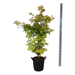 Klevas plaštakinis (Lot Acer pal.) 'Summer Gold' C30 100-125CM EXTRA - nuotrauka 2