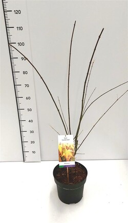 Klevas plaštakinis (Lot Acer pal.) 'Summergold' C7,5/P26 80-100 CM