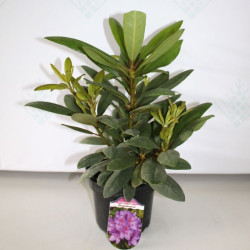 Rododendras (Lot Rhododendron Hybrid) 'Catawbiense Glandiflorum' C2 - nuotrauka 2