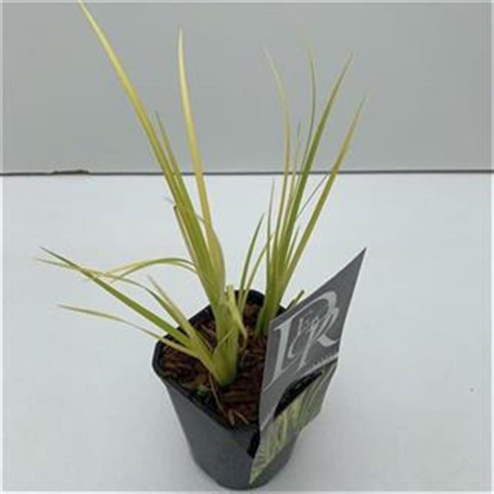 Balinis ajeras (Lot Acorus gramin.) 'Golden Delight' C1/P13 | AJERAI | VANDENS IR PAKRANČIŲ AUGALAI