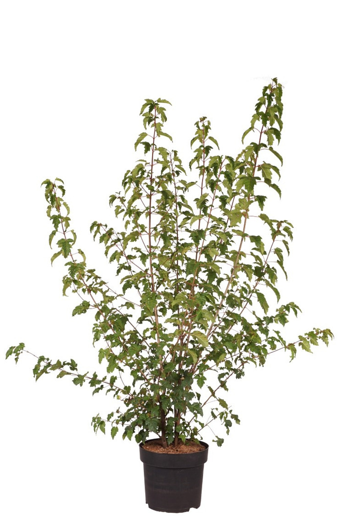 Klevas ginalinis  (Lot Acer ginnala)  C10 100-150 CM