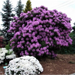 Rododendras (Lot Rhododendron Hybrid) 'Catawbiense Glandiflorum' C2 - nuotrauka 3