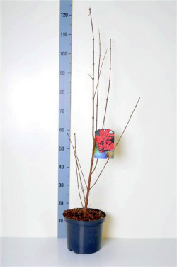 Klevas pilkasis (Lot Acer griseum)  C5/P23 60-80 CM