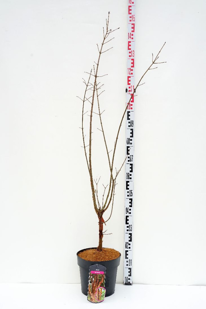 Klevas pilkasis (Lot Acer griseum)  C6,5/P24 80-100 CM