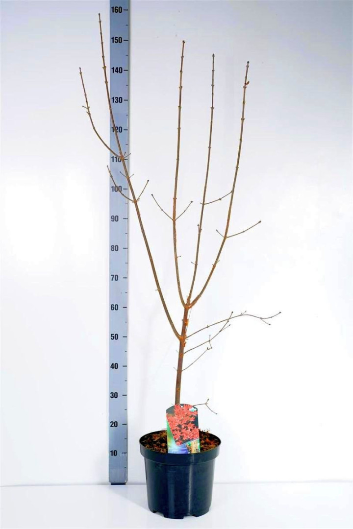 Klevas pilkasis (Lot Acer griseum)  C7,5/P26 100-125 CM