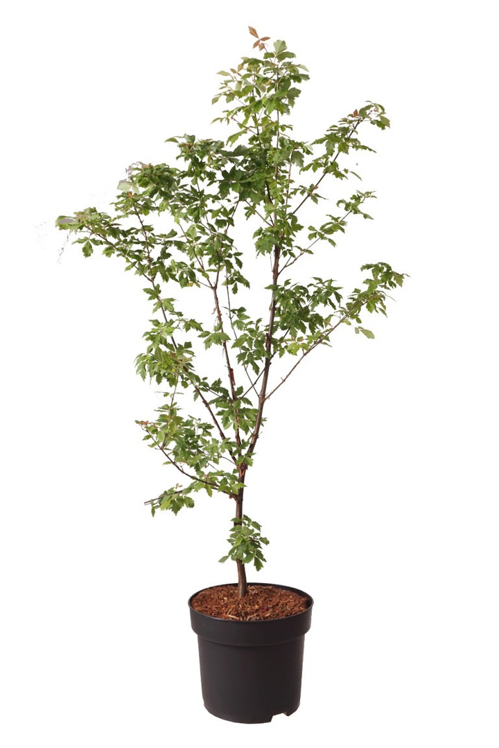 Klevas pilkasis (Lot Acer griseum)  C10 80-100 CM