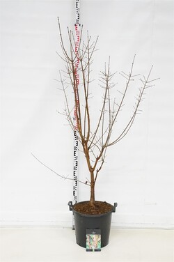 Klevas pilkasis (Lot Acer griseum)  C30 150-175CM EXTRA - nuotrauka 1