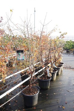 Klevas pilkasis (Lot Acer griseum)  C30 150-175CM EXTRA - nuotrauka 2