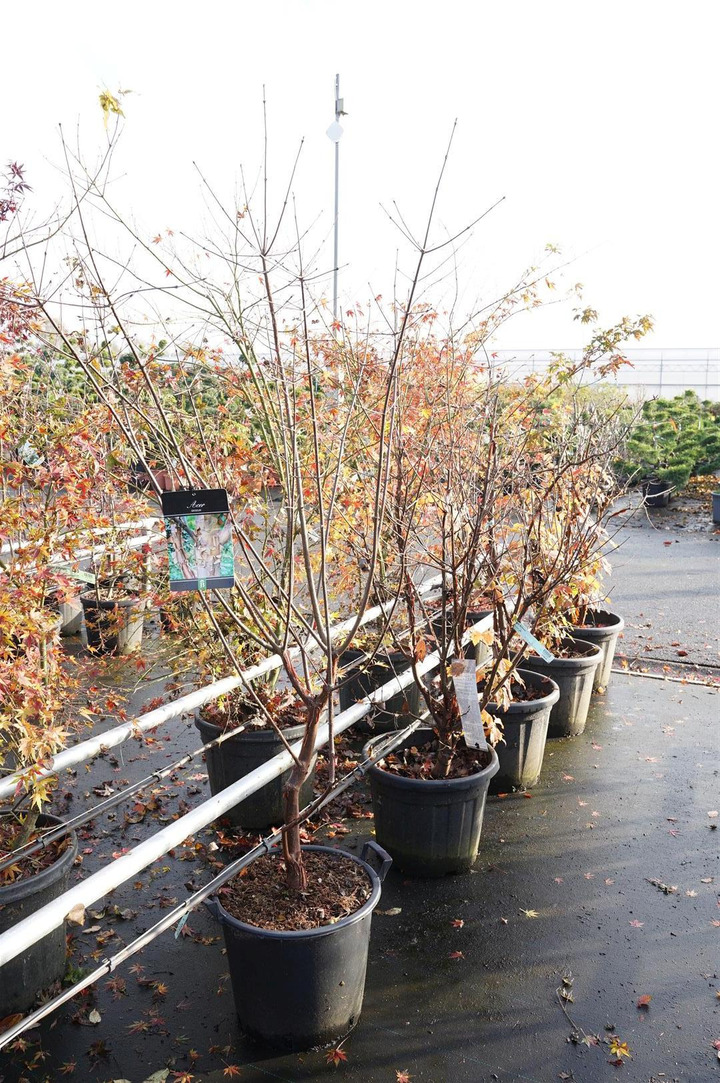 Klevas pilkasis (Lot Acer griseum)  C30 150-175CM EXTRA