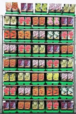 Kraujažolė MIX (Lot Achillea in)  P11 - nuotrauka 2