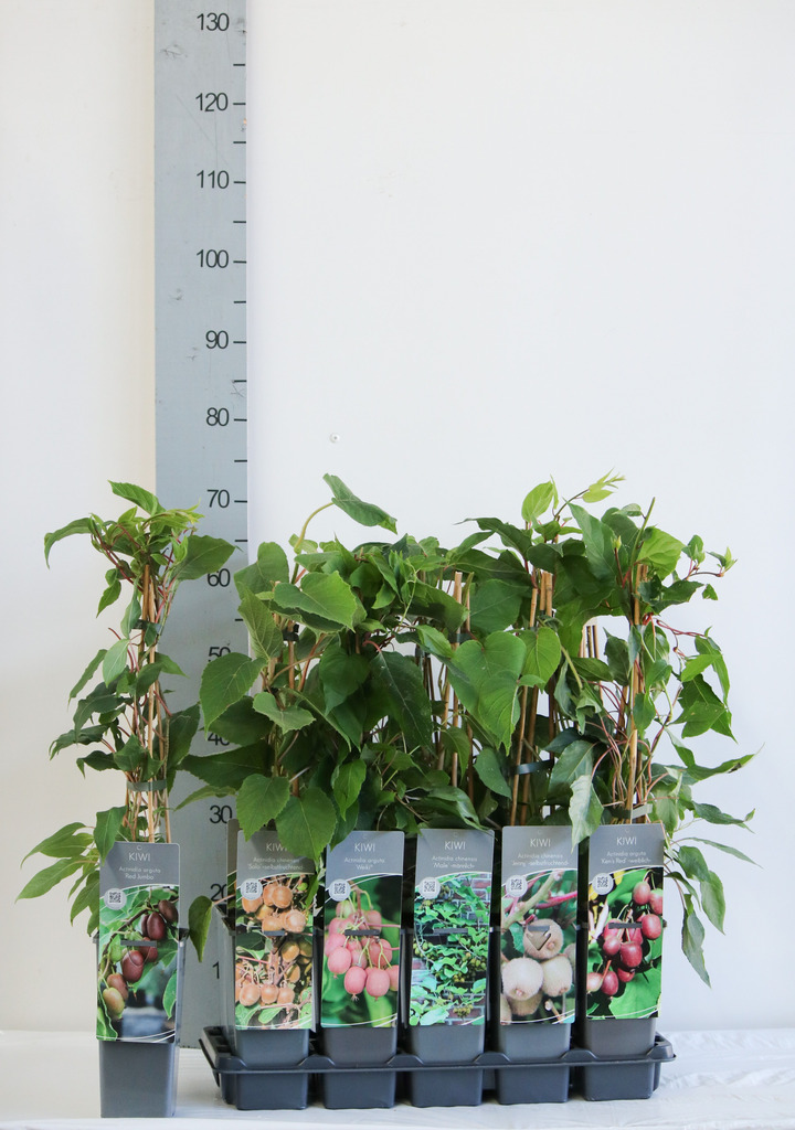 Aktinidijos MIX (Lot Actinidia in) P17 40-60 CM 3 STICK