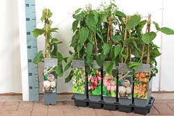 Aktinidijos MIX (Lot Actinidia in) P17 40-60 CM 3 STICK - nuotrauka 2