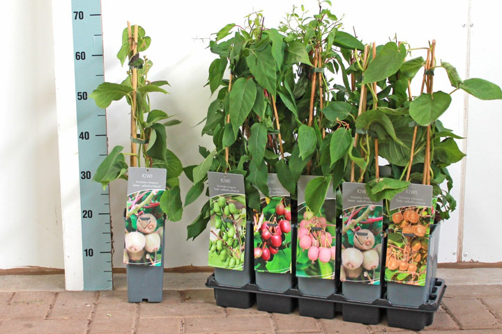 Aktinidijos MIX (Lot Actinidia in) P17 40-60 CM 3 STICK