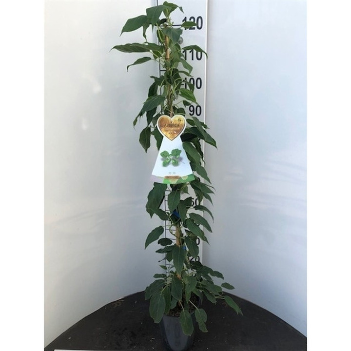 Aktinidijos MIX (Lot Actinidia in)   C4/P21 120 CM STOK Issai/Atlas/HaywardMatua