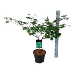 Klevas japoninis (Lot Acer jap.) 'Aconitifolium' C10 80-100 CM
