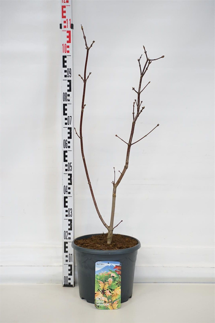 Klevas japoninis (Lot Acer jap.) 'Vitifolium' C10 60-80 CM | KLEVAI | MEDŽIAI