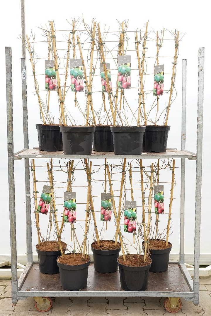 Aktinidija kolomikta MIX (Lot Actinidia kolomikta)  Issai' & 'Ken's Red' C7,5/P26 ESPALIER