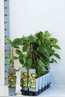 Aktinidija kolomikta (Lot Actinidia kolomikta) P17 40-60 CM 3 STICK | AKTINIDIJOS | VAISMEDŽIAI - VAISKRŪMIAI