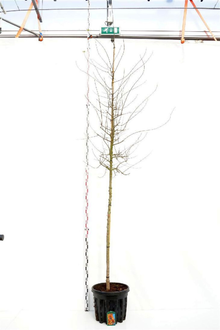 Klevas Triskiautis  (Lot Acer monspessulanum)  C35 KAMIENO APIMTIS 10-12 CM STANDARD