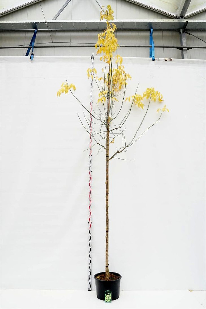 Klevas uosialapis (Lot Acer negu.) 'Aureomarginatum' C35 KOTO APIMTIS 12-14 CM | KLEVAI | MEDŽIAI