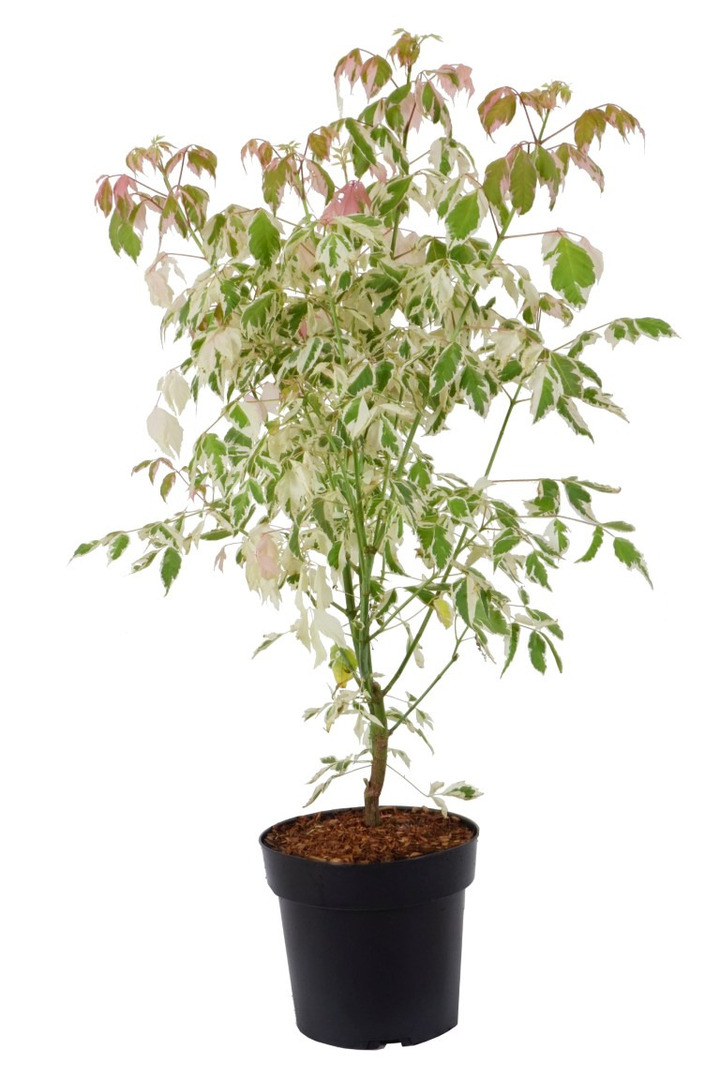 Klevas uosialapis (Lot Acer negu.) 'Flamingo' C4/P21 60-80 CM