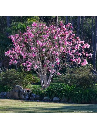 Magnolija (Lot Magnolia) 'GALAXY' C3 50-60CM-MAGNOLIJOS-KRŪMAI