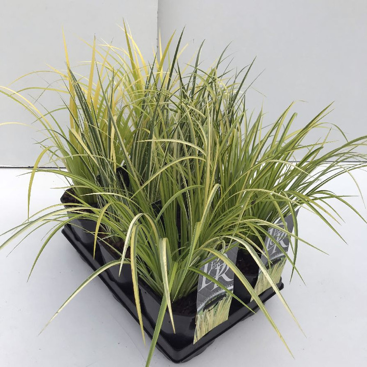 Ajeras MIX (Lot Acorus in)  C2/P17