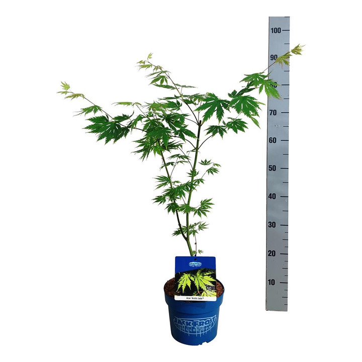 Klevas (Lot Acer) 'Arctic Jade' C3/P19 40-50 CM | KLEVAI | MEDŽIAI