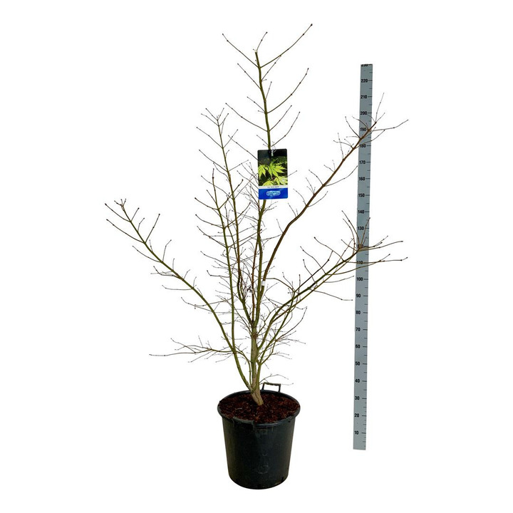 Klevas (Lot Acer) 'Arctic Jade' C30 125-150CM EXTRA (Jack Frost)