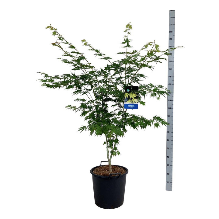 Klevas (Lot Acer) 'Arctic Jade' C30 125-150CM EXTRA (Jack Frost)