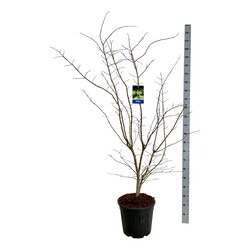 Klevas (Lot Acer) 'Arctic Jade' C30 150-175CM EXTRA (Jack Frost) - nuotrauka 1