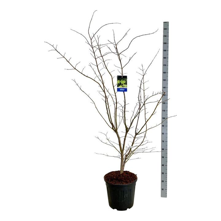 Klevas (Lot Acer) 'Arctic Jade' C30 150-175CM | KLEVAI | MEDŽIAI