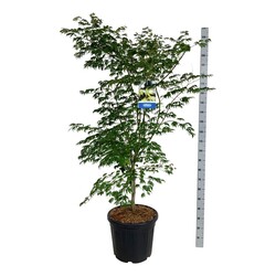 Klevas (Lot Acer) 'Arctic Jade' C30 150-175CM EXTRA (Jack Frost) - nuotrauka 2