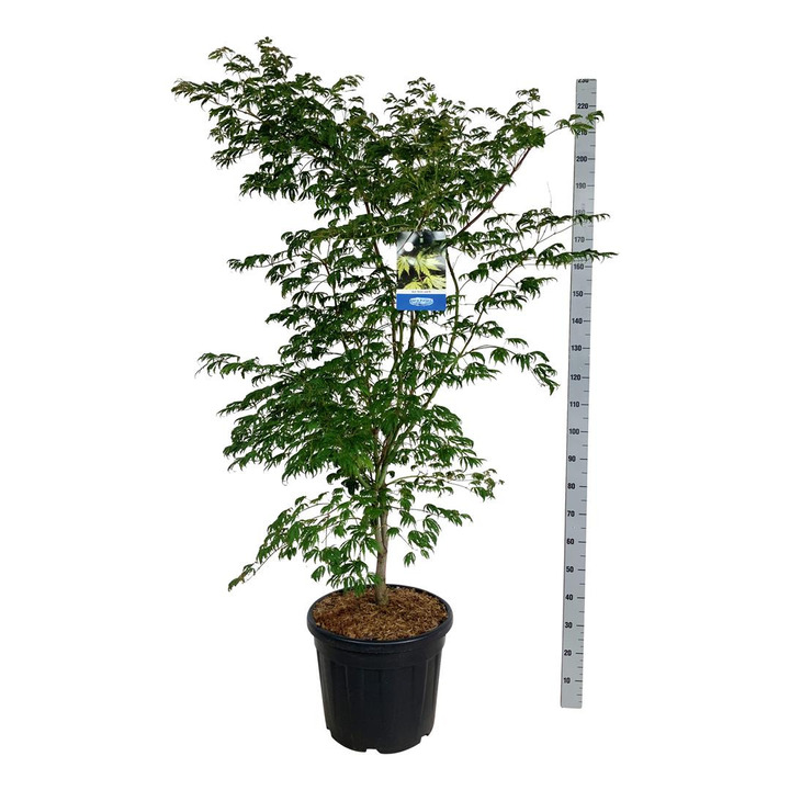 Klevas (Lot Acer) 'Arctic Jade' C30 150-175CM | KLEVAI | MEDŽIAI