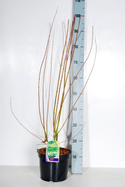 Klevas plaštakinis (Lot Acer palmatum)  C4/P21 60-70 CM