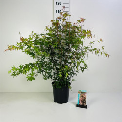 Klevas plaštakinis (Lot Acer palmatum)  C6,5/P24 60-80 CM