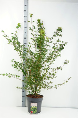 Klevas plaštakinis (Lot Acer palmatum)  C12 125-150 CM