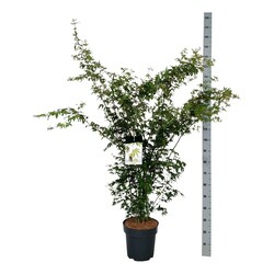 Klevas plaštakinis (Lot Acer palmatum)  C15 125-150 CM - nuotrauka 2