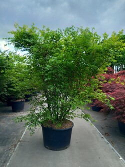 Klevas plaštakinis (Lot Acer palmatum) C160 200-225 CM