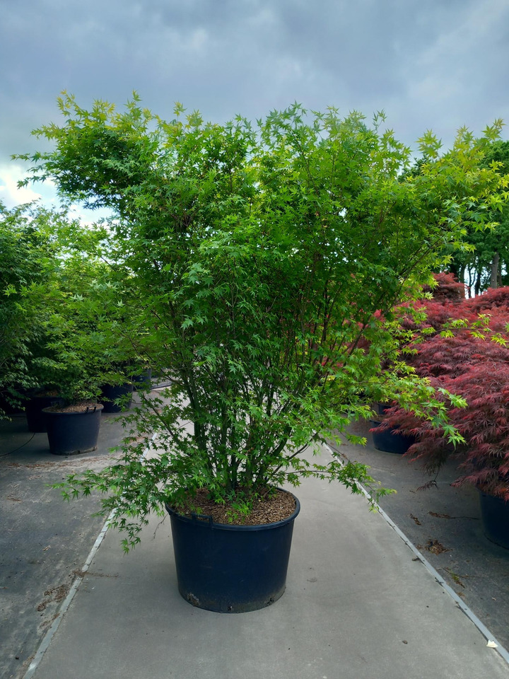 Klevas plaštakinis (Lot Acer palmatum) C160 200-225 CM