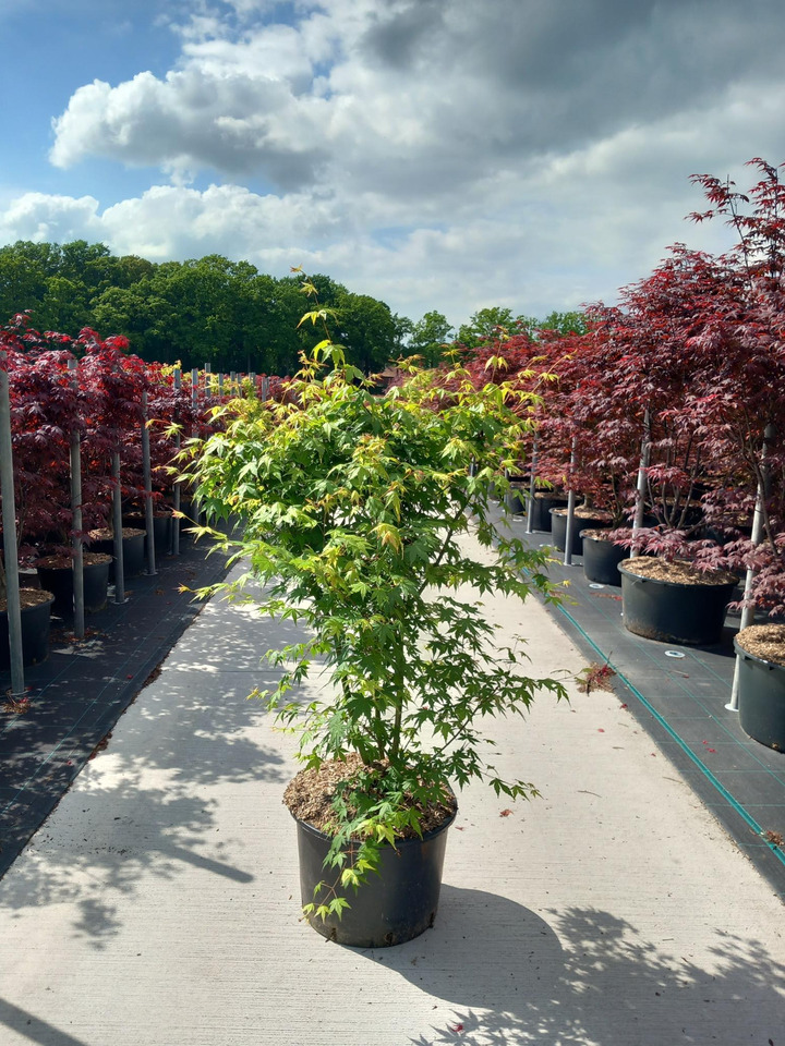 Klevas plaštakinis (Lot Acer palmatum) C35 100-125 CM