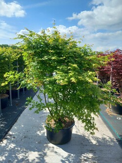 Klevas plaštakinis (Lot Acer palmatum) C65 140-160 CM
