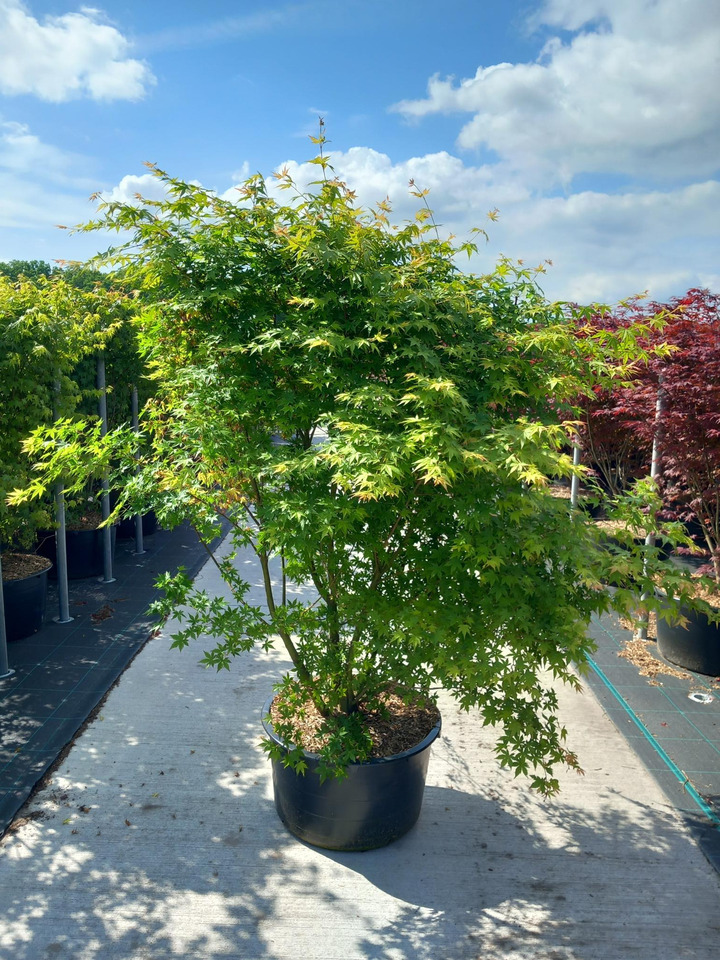 Klevas plaštakinis (Lot Acer palmatum) C65 140-160 CM